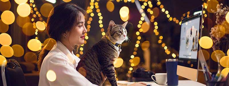 Woman with cat on her lap sitting at a desk looking at a computer surrounded by twinkly lights